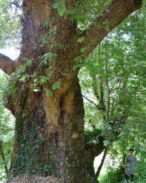 Cerrosughera di Vallecorsa
