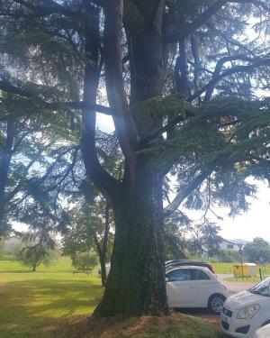 Cedro del Parco Basaglia