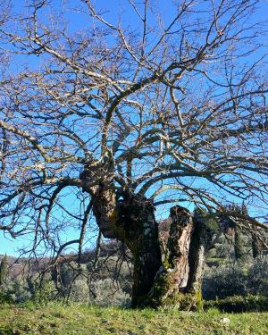 il gelso di Risecchi