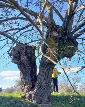 Foto il gelso di Risecchi