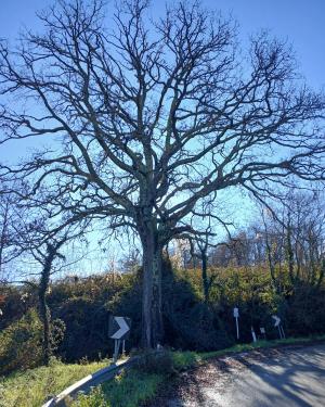 il cerro della SP Chianti Valdarno