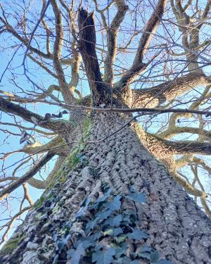 Foto il cerro della SP Chianti Valdarno