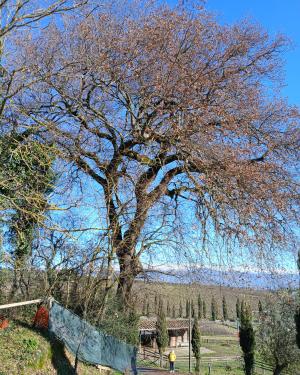 La Roverella  della Palagina