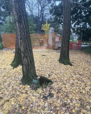 Ginkgo dell'Orto botanico (Esemplare n. 3)