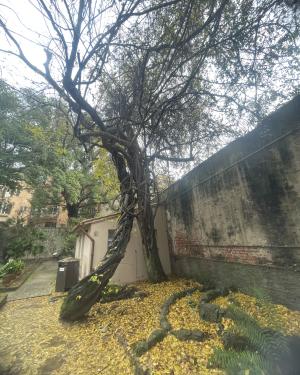 Glicine dell'Orto botanico