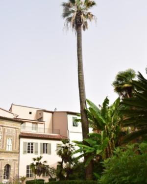 Palma della California dell'Orto botanico