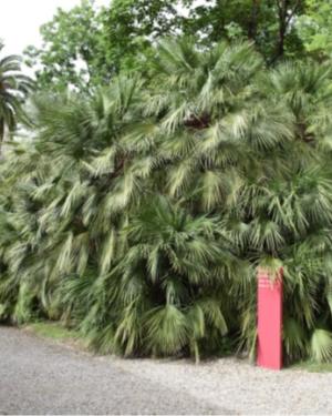 Palma di San Pietro dell'Orto botanico