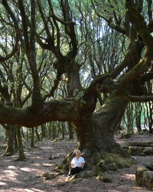 Foto Leccio di Birdambulis