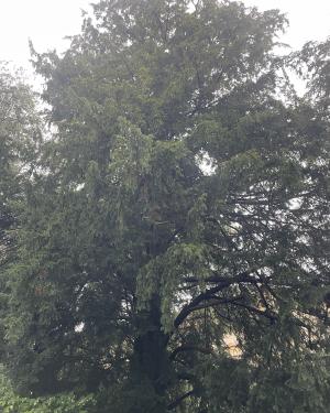 Tasso dell'Orto botanico