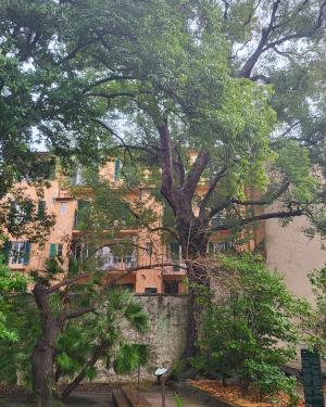 Canforo dell'Orto botanico (Esemplare n. 1)