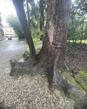 Canforo dell'Orto botanico (Esemplare n. 2)