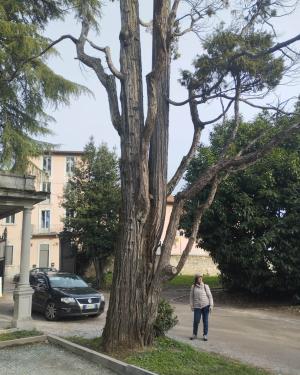 Calocedro nord Parco Scalabrini