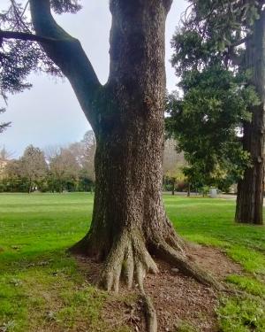 L'abete grande Parco Scalabrini