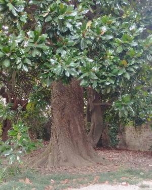 Magnolia di Villa Rospini, Galbiati