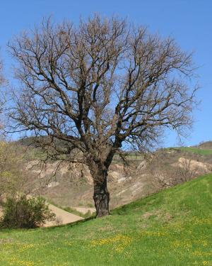 Ambrollo di Cà Guerra