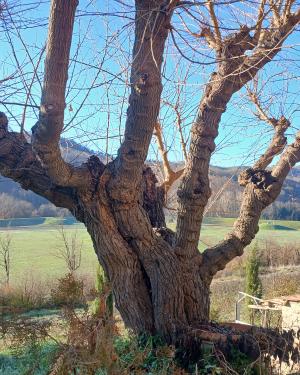 Il gelso del Ferrone