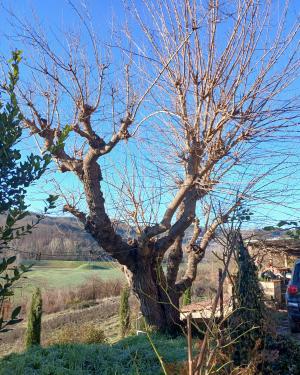 Foto Il gelso del Ferrone