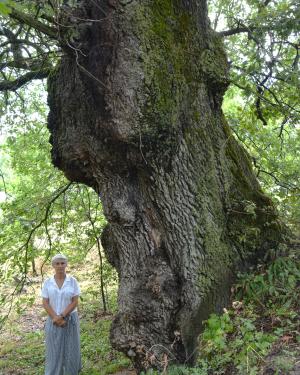 Roverella di Vologno