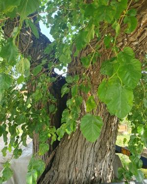 Foto Moro bianco di Cal Boccio