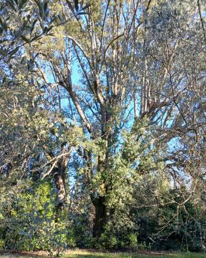 Il leccio di Belmonte  2