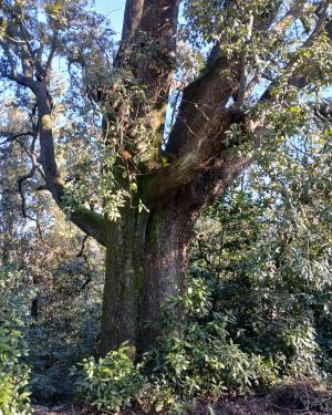 Foto Il leccio di Belmonte  2
