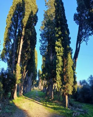 I cipressi  di Villa le Falle