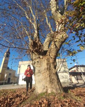 Platano dei Sabbioni