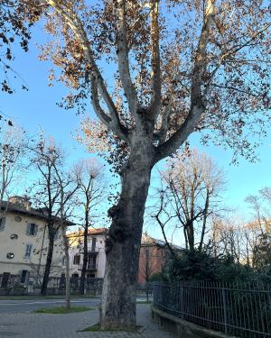 Platano all'angolo