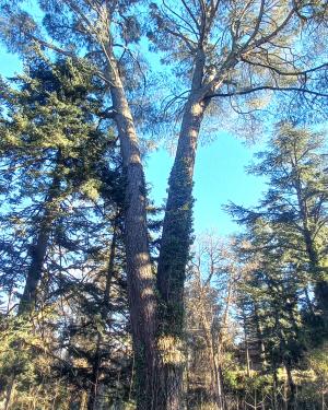 Pino di sabine Villa Bernetti