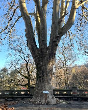 Platano Fontana 12 Mesi