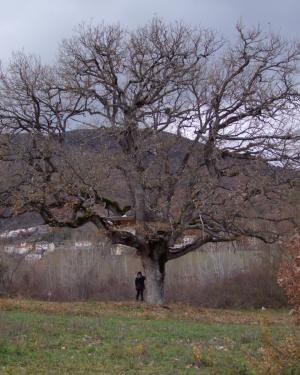 Roverella di Preturo