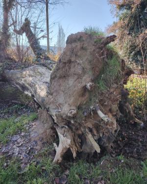 Pioppo grande di Cascina Cambonino