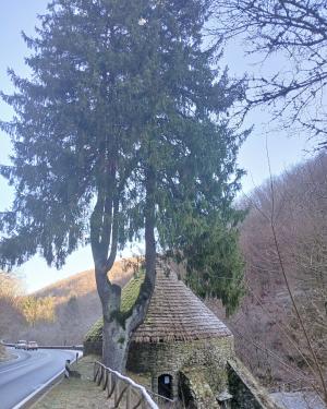 Abete rosso della ghiacciaia della madonnina