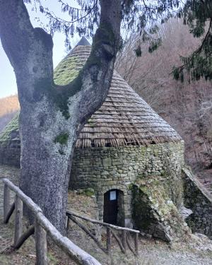 Foto Abete rosso della ghiacciaia della madonnina