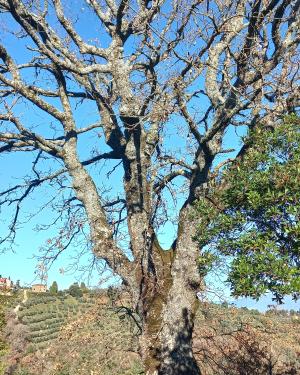 Roverella via del Poggiolo