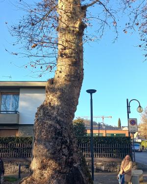 Platano viale Piave
