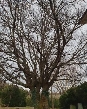 Acero minore di Venatura