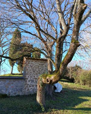 Foto Acero campestre di S.Quirico a Uliveta