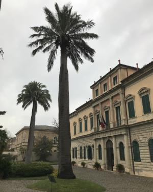 Palma del Cile dell'Orto botanico (esemplare a est)
