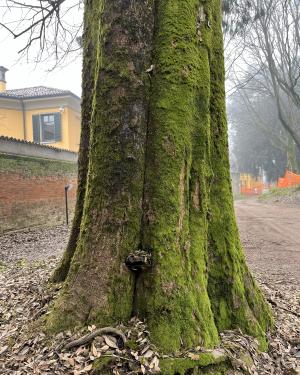 Bagolaro di Villa Polenghi