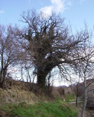 Quercia Colle Regnone