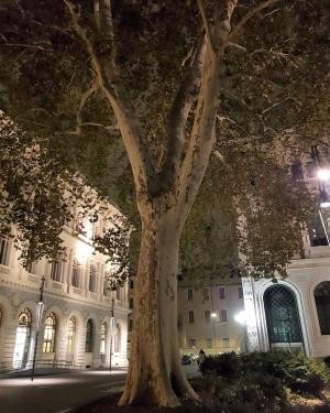 Platano di Palazzo Minghetti