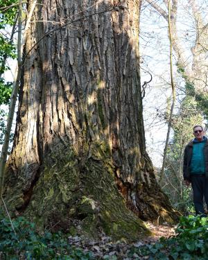 Pioppo minore di Armarolo