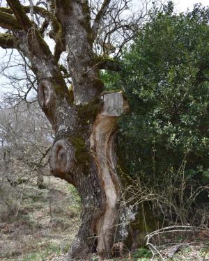 Foto Quercia