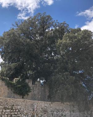 Foto Il Leccio del Castello
