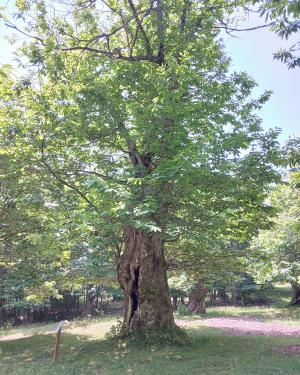 Foto Castagno Torraccia 2