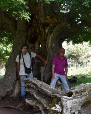 Foto Acero campestre