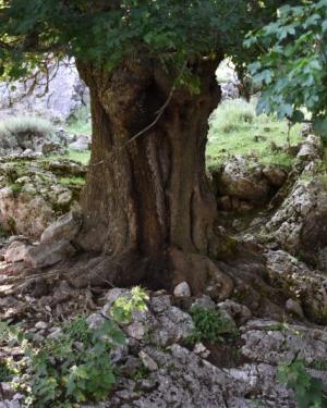 Foto Acero campestre
