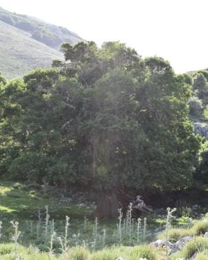 Foto Acero campestre