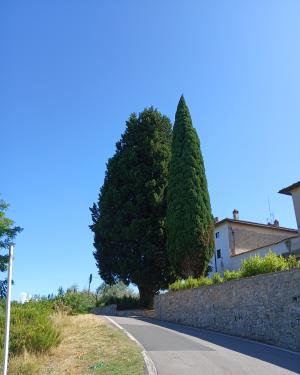 Foto Il Cipresso  di quintale delle Rose
